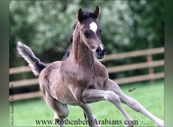 Straight Egyptian, Stallion, Foal (03/2024), 15.1 hh, Black