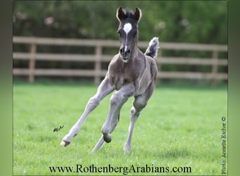 Straight Egyptian, Stallion, Foal (03/2024), 15,1 hh, Black