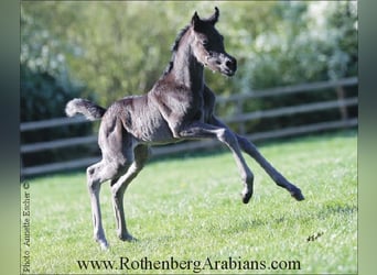 Straight Egyptian, Stallion, Foal (04/2024), 15,1 hh, Black