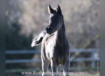 Straight Egyptian, Stallion, Foal (02/2026), 15.1 hh, Black