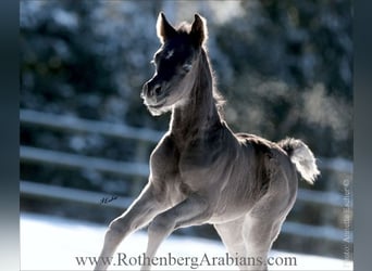 Straight Egyptian, Stallion, Foal (04/2026), 15.1 hh, Black