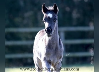Straight Egyptian, Stallion, Foal (02/2026), 15.1 hh, Black
