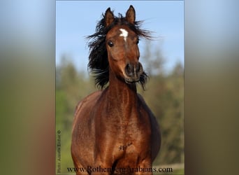 Straight Egyptian, Stallion, Foal (03/2025), 15.1 hh, Black