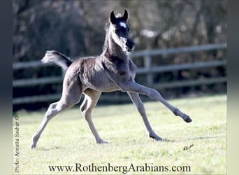 Straight Egyptian, Stallion, Foal (02/2026), 15.1 hh, Black