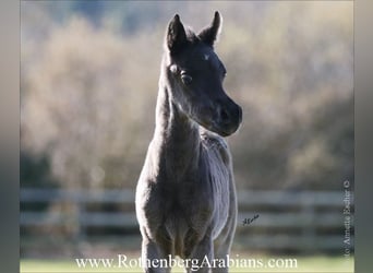 Straight Egyptian, Stallion, Foal (02/2026), 15.1 hh, Black