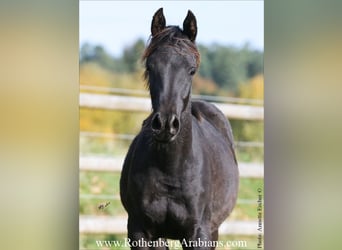 Straight Egyptian, Stallion, Foal (01/2025), 15.1 hh, Black