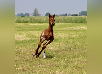 Straight Egyptian, Stallion, Foal (05/2024), 15,1 hh, Brown