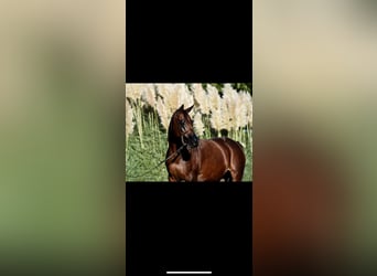 Straight Egyptian, Stallion, Foal (05/2024), 15,1 hh, Brown