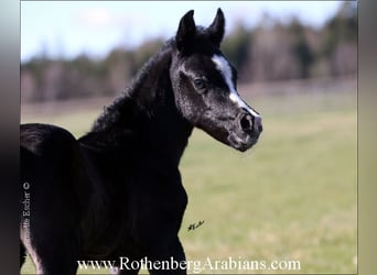 Straight Egyptian, Stallion, Foal (03/2024), 15.1 hh