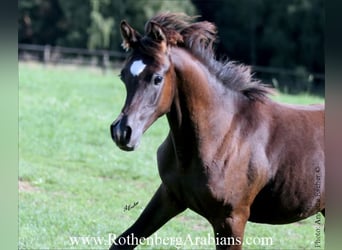 Straight Egyptian, Stallion, Foal (03/2025), 15 hh, Black