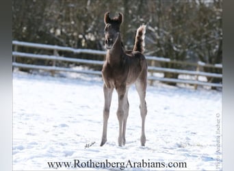 Straight Egyptian, Stallion, Foal (04/2025), 15 hh, Black