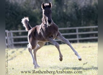 Straight Egyptian, Stallion, Foal (04/2025), 15 hh, Black