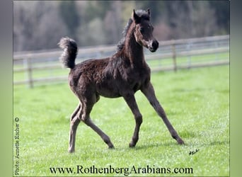 Ägyptischer Araber, Hengst, Fohlen (01/2024), 15 hh, Rappe