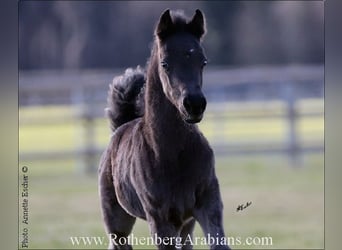 Ägyptischer Araber, Hengst, Fohlen (01/2024), 15 hh, Rappe