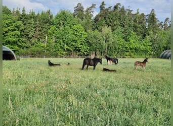 Straight Egyptian, Stallion, Foal (01/2026), 15 hh, Black