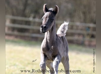 Straight Egyptian, Stallion, , 15 hh, Black
