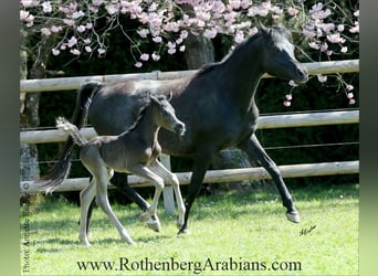 Straight Egyptian, Stallion, , 15 hh, Black