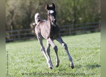 Straight Egyptian, Stallion, , 15 hh, Black