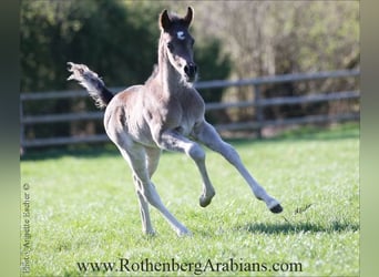 Straight Egyptian, Stallion, , 15 hh, Black