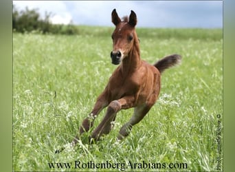 Straight Egyptian, Stallion, , 15 hh, Black