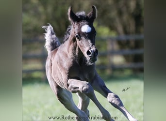 Straight Egyptian, Stallion, , 15 hh, Black
