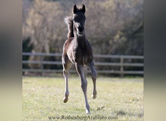 Straight Egyptian, Stallion, Foal (01/2025), 15,1 hh, Black