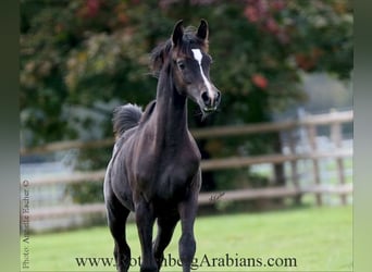 Straight Egyptian, Stallion, Foal (03/2025), 15,1 hh, Black