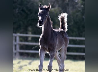 Straight Egyptian, Stallion, Foal (03/2025), 15,1 hh, Black
