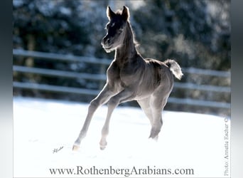 Straight Egyptian, Stallion, Foal (02/2026), 15,1 hh, Black