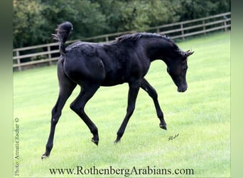 Straight Egyptian, Stallion, Foal (03/2025), 15,1 hh, Black