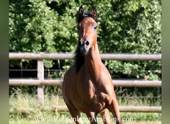 Straight Egyptian, Stallion, Foal (03/2025), 15,1 hh, Black