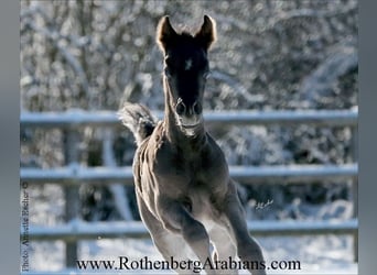 Straight Egyptian, Stallion, Foal (02/2026), 15,1 hh, Black