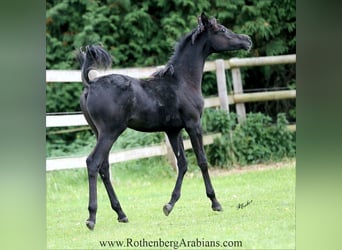Straight Egyptian, Stallion, Foal (03/2025), 15,1 hh, Black