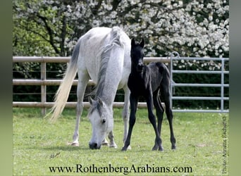 Straight Egyptian, Stallion, , 15,1 hh, Black