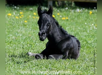 Straight Egyptian, Stallion, , 15,1 hh, Black