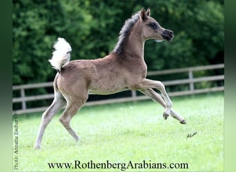 Straight Egyptian, Stallion, Foal (02/2026), 15,1 hh, Black