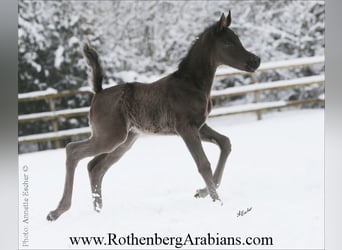 Straight Egyptian, Stallion, Foal (02/2026), 15,1 hh, Black