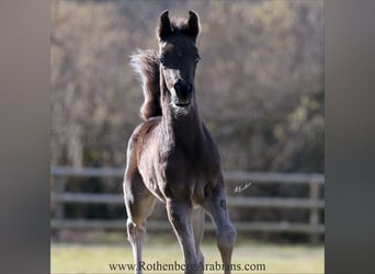 Straight Egyptian, Stallion, , 15,1 hh, Black