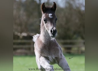Straight Egyptian, Stallion, , 15,1 hh, Black