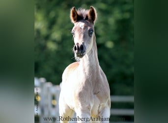 Straight Egyptian, Stallion, , 15,1 hh, Gray-Dark-Tan