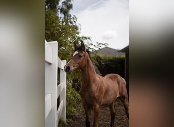 Straight Egyptian, Stallion, Foal (03/2025), 15,2 hh, Brown