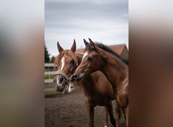 Straight Egyptian, Stallion, Foal (03/2025), 15,2 hh, Brown