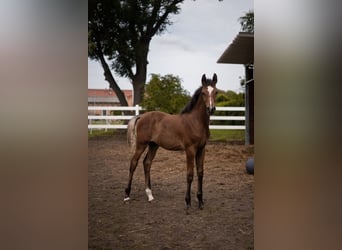 Straight Egyptian, Stallion, Foal (03/2025), 15,2 hh, Brown