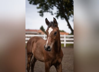 Straight Egyptian, Stallion, Foal (03/2025), 15,2 hh, Brown
