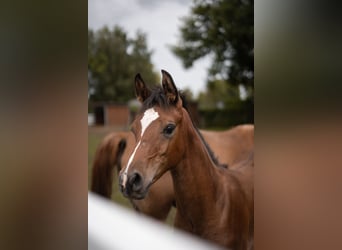 Straight Egyptian, Stallion, Foal (03/2025), 15,2 hh, Brown