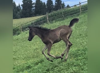 Straight Egyptian, Stallion, Foal (03/2025), Black