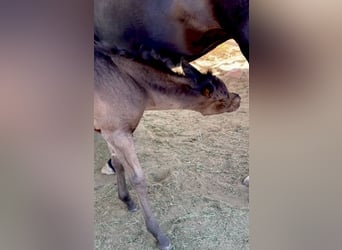 Straight Egyptian, Stallion, Foal (03/2026), Black