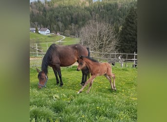 Straight Egyptian, Stallion, Foal (03/2025), Brown