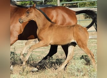 Straight Egyptian, Stallion, , Brown-Light