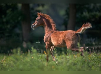 Ägyptischer Araber, Hengst, Fohlen (03/2024), Fuchs